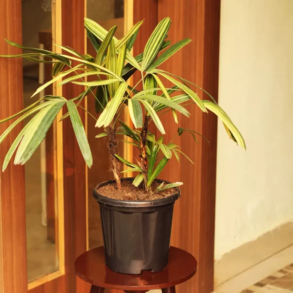 Variegated Rhapis Excelsa Palm, Japenese Lady Palm - Nursery Nisarga