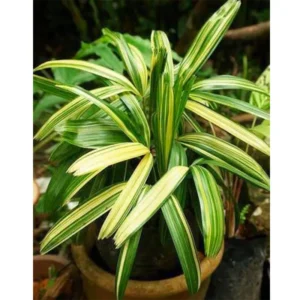 Buy Varigated Rhapis Excelsa (Variegated Lady Palm) online at Nursery Nisarga