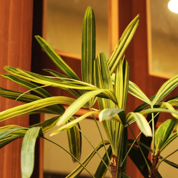 Variegated leaves of Japanese lady palm, Raphis Excelsa - Nursery Nisarga