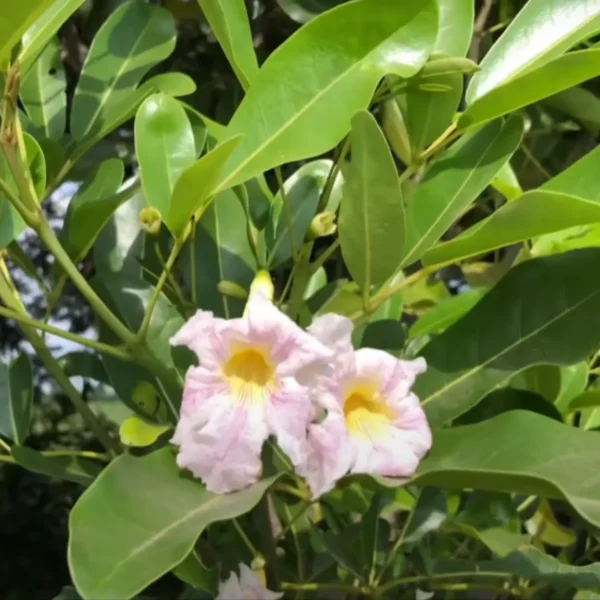 Buy Tabebuia Pallida Plant | Pink Trumpet Tree Online- Nursery Nisarga