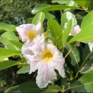Buy Tabebuia Pallida Plant | Pink Trumpet Tree Online- Nursery Nisarga