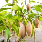 Buy Banana Chikoo 'Manilkara zapota' Plant Online - Nursery Nisarga