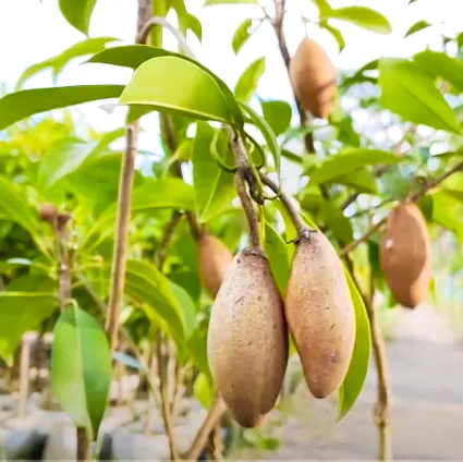 Buy Banana Chikoo 'Manilkara zapota' Plant Online - Nursery Nisarga