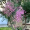 Buy Bonsai “Tamarix ramosissima” Tamarisk Tree online at Nursery Nisarga