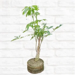 Buy Bonsai Semal Tree (Bombax ceiba) online at Nursery Nisarga