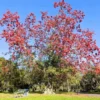 Buy Bonsai Semal Tree (Bombax ceiba) online at Nursery Nisarga