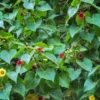 Buy Paras Peepal (Thespesia populnea) online at Nursery Nisarga