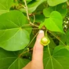 Buy Paras Peepal (Thespesia populnea) online at Nursery Nisarga