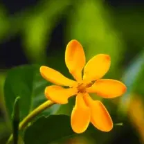 Buy Gandharaj Gardenia Yellow (Gardenia jasminoides) online at Nursery Nisarga