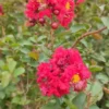 Buy Miniature Crape Myrtle Pink (Lagerstroemia indica) online at Nursery Nisarga
