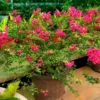 Buy Miniature Crape Myrtle Pink (Lagerstroemia indica) online at Nursery Nisarga