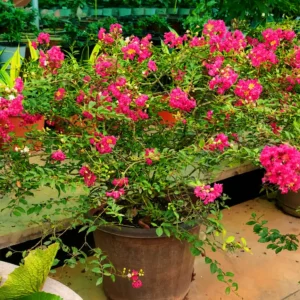 Buy Miniature Crape Myrtle Pink (Lagerstroemia indica) online at Nursery Nisarga