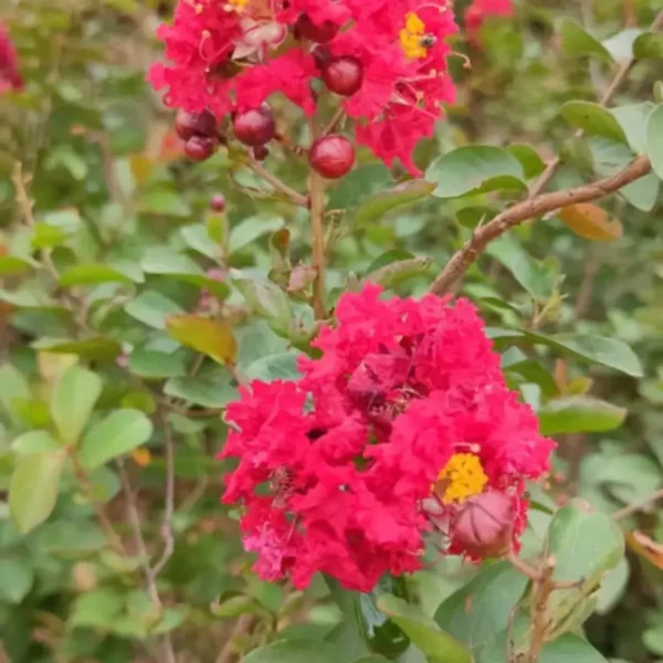 Buy Miniature Crape Myrtle Pink (Lagerstroemia indica) online at Nursery Nisarga