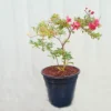 Buy Miniature Crape Myrtle Pink (Lagerstroemia indica) online at Nursery Nisarga