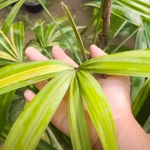 Buy Varigated Rhapis Excelsa (Variegated Lady Palm) online at Nursery Nisarga