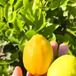 Buy Seed Less Lemon (Citrus Limon) online at Nursery Nisarga