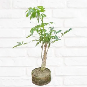 Buy Bonsai Semal Tree (Bombax ceiba) online at Nursery Nisarga