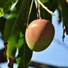 Buy Suvarnarekha Grafted Mango - plant online at Nursery Nisarga