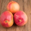 Buy Suvarnarekha Grafted Mango - plant online at Nursery Nisarga
