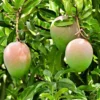 Buy Suvarnarekha Grafted Mango - plant online at Nursery Nisarga