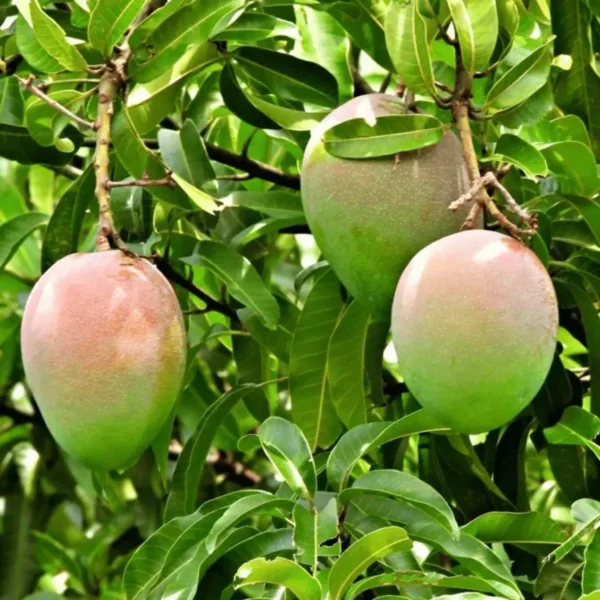 Buy Suvarnarekha Grafted Mango - plant online at Nursery Nisarga