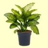 Buy Dieffenbachia seguine 'Maroba,' Plant- Online at Nursery Nisarga