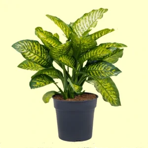 Buy Dieffenbachia seguine 'Maroba,' Plant- Online at Nursery Nisarga
