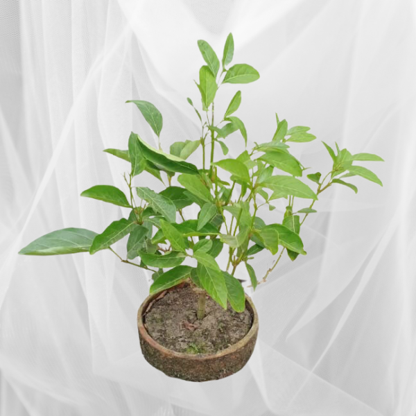 Buy Vrindavan Champa Bonsai Fiddlewood Tree (Citharexylum Spinosum) Online at Nursery Nisarga