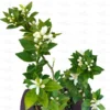 Buy Dwarf China Mosambi (Citrus limetta) Online at Nursery Nisarga