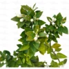 Buy Dwarf China Mosambi (Citrus limetta) Online at Nursery Nisarga