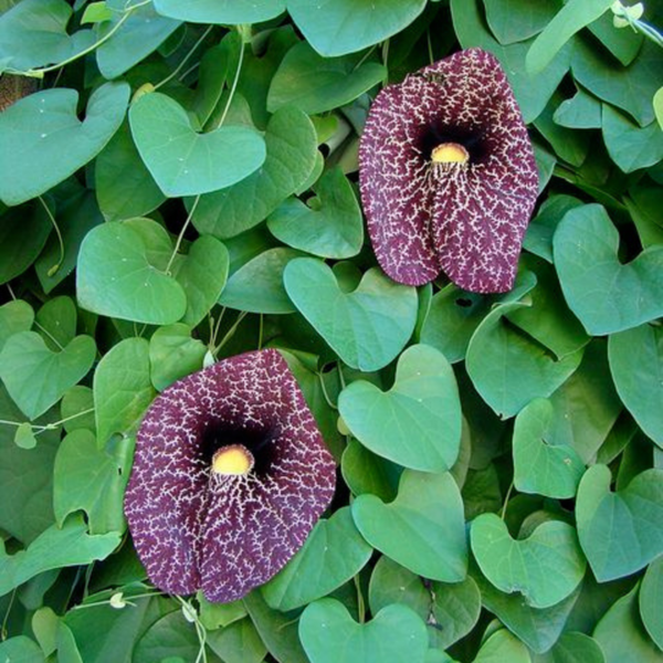 Buy Dutchman's pipe Flowering Vine "Aristolochia macrophylla" Online at Nursery Nisarga