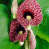 Buy Dutchman's pipe Flowering Vine "Aristolochia macrophylla" Online at Nursery Nisarga