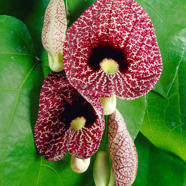 Buy Dutchman's pipe Flowering Vine "Aristolochia macrophylla" Online at Nursery Nisarga