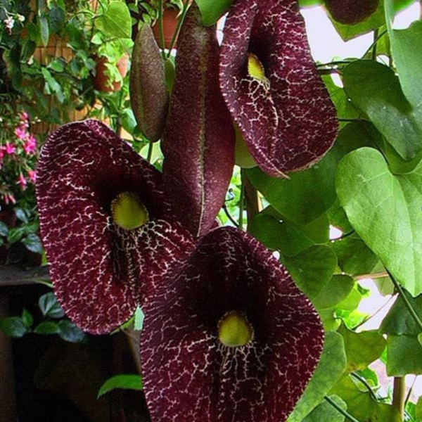 Buy Dutchman's pipe Flowering Vine "Aristolochia macrophylla" Online at Nursery Nisarga