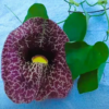 Buy Dutchman's pipe Flowering Vine "Aristolochia macrophylla" Online at Nursery Nisarga