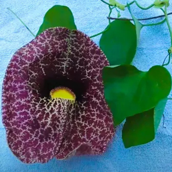 Buy Dutchman's pipe Flowering Vine "Aristolochia macrophylla" Online at Nursery Nisarga