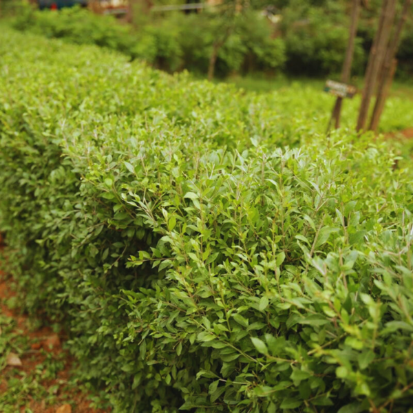 Buy Lawsonia inermis - Mehndi Plant , Hena Plant from Nursery Nisarga