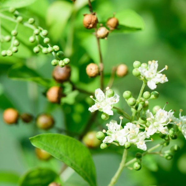 Buy Lawsonia inermis - Mehndi Plant , Hena Plant from Nursery Nisarga