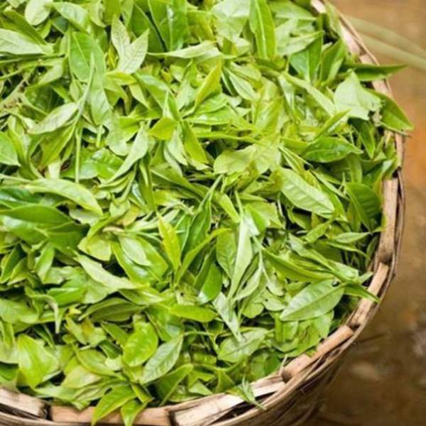 Buy Lawsonia inermis - Mehndi Plant , Hena Plant from Nursery Nisarga