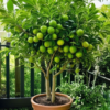 Thai Patti Lemon | Citrus limon - Fruit Plants from Nursery Nisarga