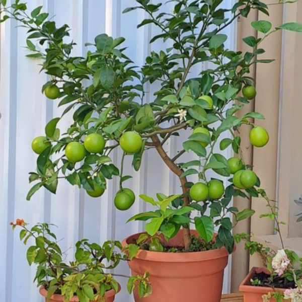 Thai Patti Lemon | Citrus limon - Fruit Plants from Nursery Nisarga