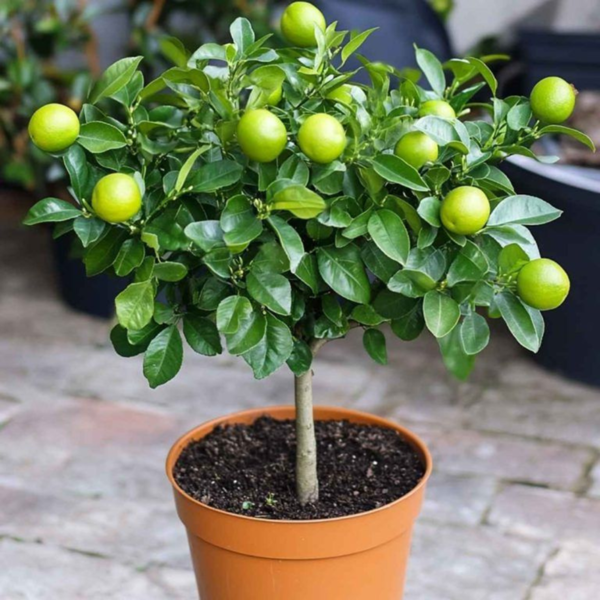 Buy Thai Patti Lemon | Citrus limon - Fruit Plants from Nursery Nisarga