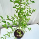 Buy Lawsonia inermis At Nursery Nisarga