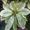 Buy Variegated Ametrine Plumeria Plant Online - Nursery Nisarga