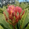 Buy Variegated Ametrine Plumeria Plant Online - Nursery Nisarga