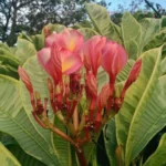 Buy Variegated Ametrine Plumeria Plant Online - Nursery Nisarga