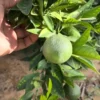 Buy Dwarf China Mosambi (Citrus limetta) Online at Nursery Nisarga