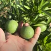 Buy Dwarf China Mosambi (Citrus limetta) Online at Nursery Nisarga