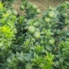 Buy Dwarf China Mosambi (Citrus limetta) Online at Nursery Nisarga