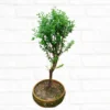 Buy Bonsai Yellow Braya (Desmodium) online at Nursery Nisarga